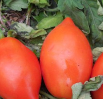 Сорт помидоров ракета: характеристика, достоинства и недостатки