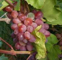 Виноград Азалия: описание сорта, фото и отзывы садоводов