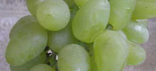 Лучшие сорта столового винограда в Украине