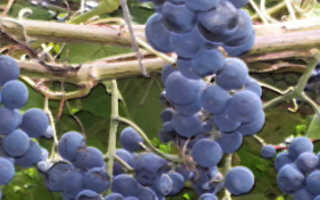Виноград Зилга: описание сорта, фото и отзывы садоводов