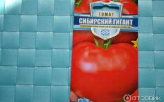 Томат Сибирский Гигант — описание сорта, отзывы, урожайность