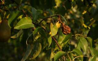 Обработка груши осенью от болезней и вредителей: советы садоводам