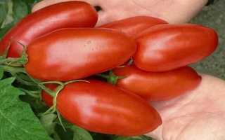 Как посадить и вырастить томат дамский угодник