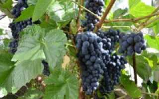 Выращивание винограда в Сибири