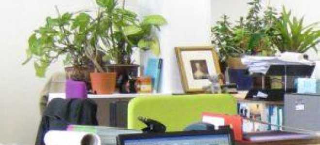Как выбрать цветы для офиса: правила выбора и список неприхотливых растений с фото и названиями