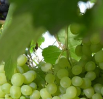 Виноград Краса Севера: описание сорта, фото и отзывы садоводов