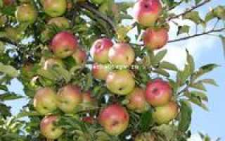 Яблоня Яблочный спас — описание сорта, фото, отзывы