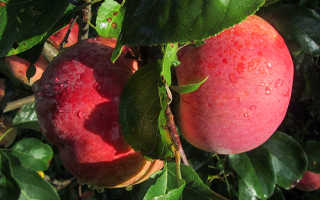 Яблоня Свежесть — описание сорта, фото, отзывы