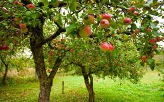 Как сажать саженцы яблони осенью?