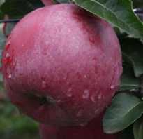 Яблоня Энтерпрайз — описание сорта, фото, отзывы