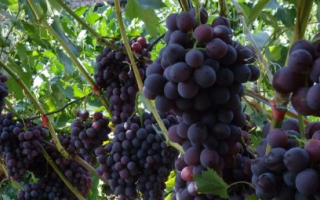 Виноград Кодрянка: описание сорта, фото и отзывы садоводов