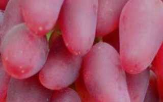Виноград Дубовский Розовый: описание сорта, фото и отзывы садоводов