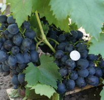 Виноград Сфинкс: описание сорта, фото и отзывы садоводов