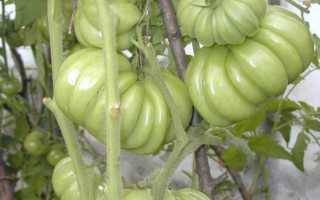 Томат Лотарингская Красавица — описание сорта, отзывы, урожайность