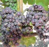 Препараты для защиты винограда
