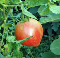 Томат Розовый Спам — описание сорта, фото, урожайность и отзывы садоводов