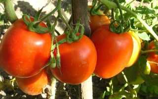 Как сажать помидоры в открытом грунте?