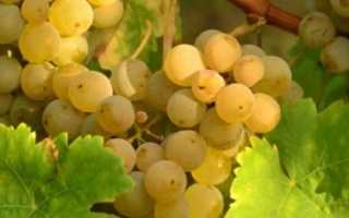 Уход за виноградом летом в средней полосе