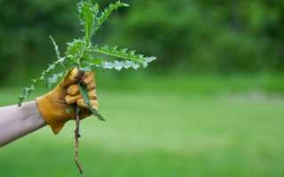 Милагро — современный страховой гербицид с широким периодом применения