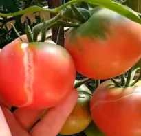 Почему трескаются помидоры на даче?