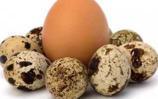 В чем отличие перепелиных яиц от куриных