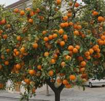 Апельсин считается фруктом или ягодой