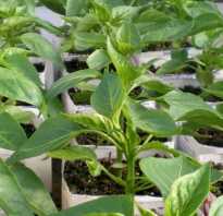 Как вырастить рассаду болгарского перца на урале: полезные советы от опытных агрономов