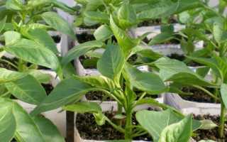 Как вырастить рассаду болгарского перца на урале: полезные советы от опытных агрономов