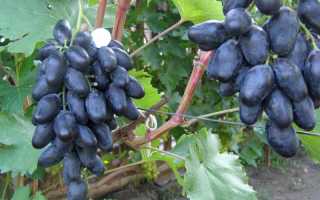 Виноград Велика: описание сорта, фото и отзывы садоводов