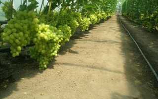 Выращивание винограда в теплице из поликарбоната