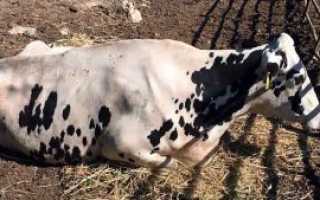 Парагрипп-3 крупного рогатого скота