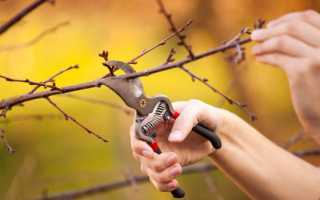 Обрезка вишни: когда и как правильно ее делать: секреты садоводов