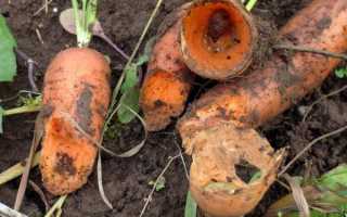 Средства и способы борьбы с вредителями моркови