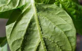 Как вылечить листья сладкого перца от оэдемы: причины появления болезни