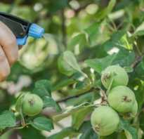 Тля на яблоне — как бороться: советы садоводам