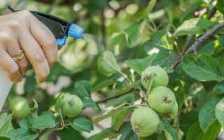 Красногалловая тля на яблоне — меры борьбы