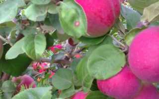 Яблоня Орлик — описание сорта, фото, отзывы