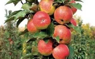 Колоновидная яблоня Васюган — описание сорта, фото, отзывы