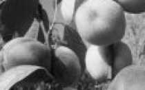 Персик Саратовский Ранний — описание сорта и отзывы садоводов