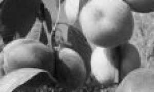 Персик Саратовский Ранний — описание сорта и отзывы садоводов