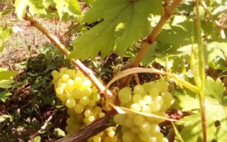 Виноград Валек: описание сорта, фото и отзывы садоводов