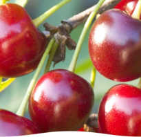Болезни вишни и их лечение