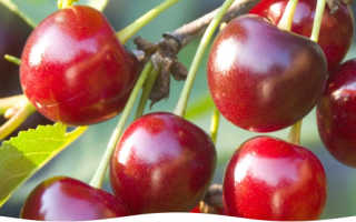 Болезни вишни и их лечение