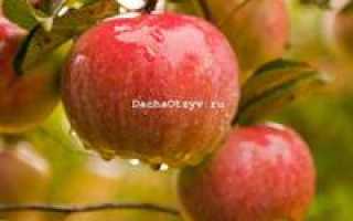 Яблоня Прима — описание сорта, фото, отзывы