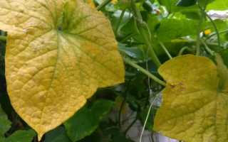 Почему сохнут и желтеют листья у огурцов?