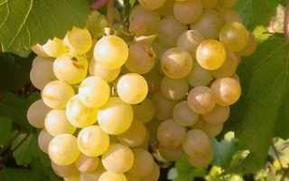 Виноград Бианка: описание сорта, фото и отзывы садоводов