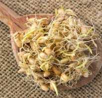 Чем полезны и как правильно принимать пророщенные зерна пшеницы?