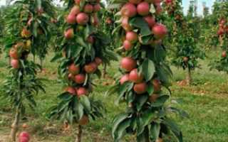 Колоновидные яблони — сорта для Сибири