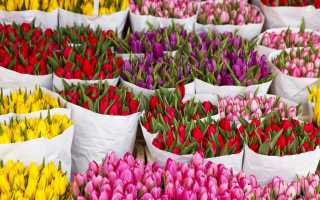 Каковы преимущества оптовой покупки цветов