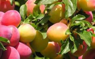 Обработка абрикоса осенью от болезней и вредителей: секреты садоводов